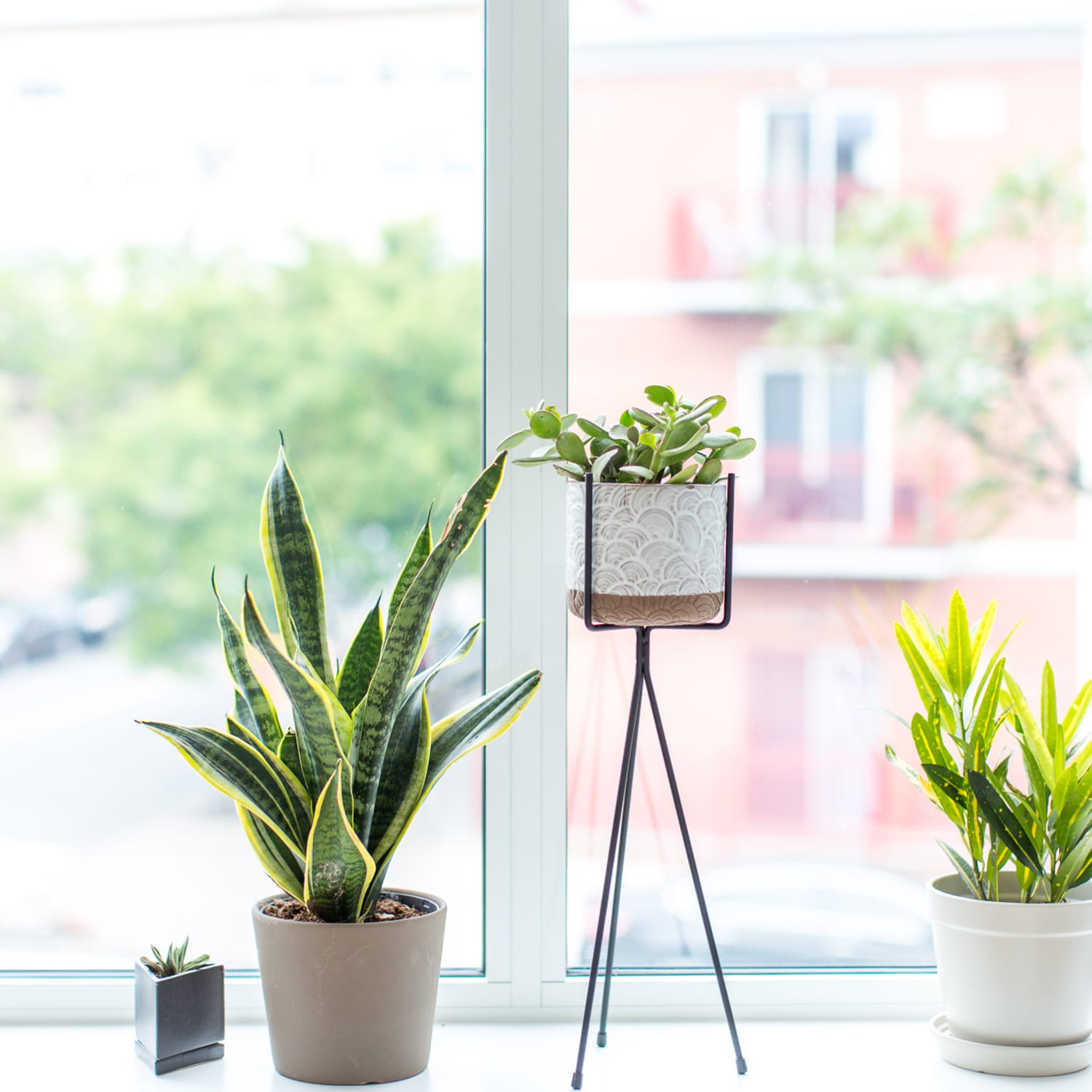 Plant pots store near me